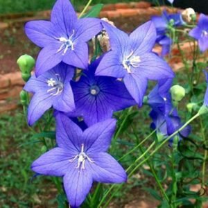 Platycodon Grandiflorus, Chinese Bellflower Seeds 2000 PCS, Jiegeng