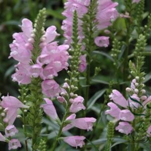 Physostegia Virginiana, False Dragonhead Seed 2000 PCS, Obedience Jialongtou