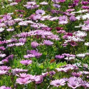 Osteospermum Ecklonis, African Daisy Seed 2000 PCS, Nanfei Wanshouju