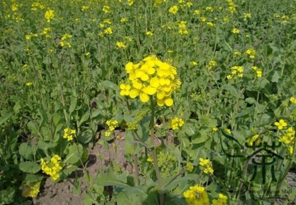 Oilseed Rape, Brassica Napus Seed 5000 PCS, Rapaseed Youcai - Image 2