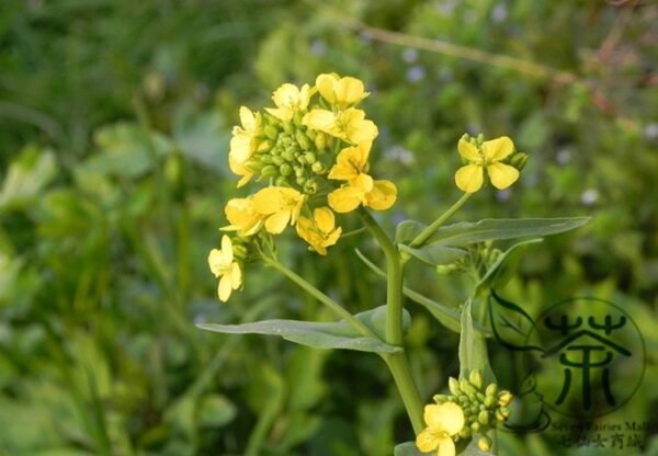 Oilseed Rape, Brassica Napus Seed 5000 PCS, Rapaseed Youcai - Image 3