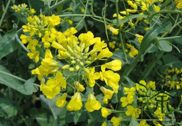 Oilseed Rape, Brassica Napus Seed 5000 PCS, Rapaseed Youcai - Image 4