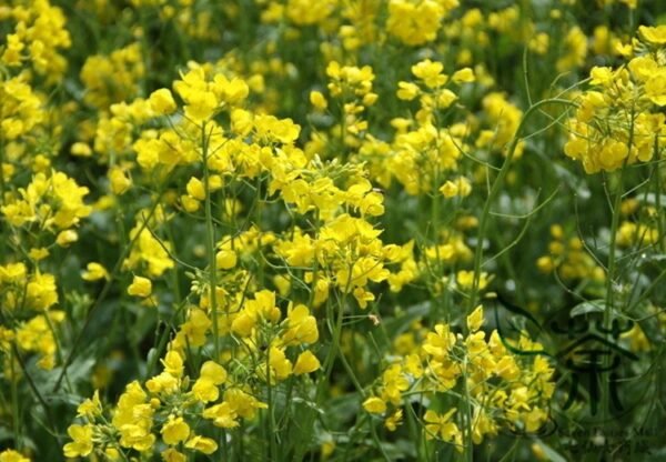 Oilseed Rape, Brassica Napus Seed 5000 PCS, Rapaseed Youcai - Image 6