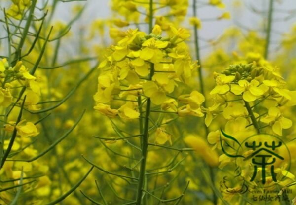 Oilseed Rape, Brassica Napus Seed 5000 PCS, Rapaseed Youcai - Image 7