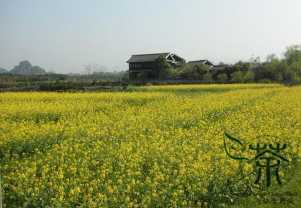 Oilseed Rape, Brassica Napus Seed 5000 PCS, Rapaseed Youcai - Image 8