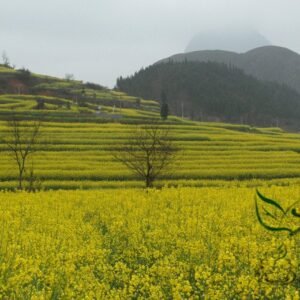 Oilseed Rape, Brassica Napus Seed 5000 PCS, Rapaseed Youcai