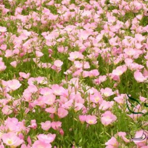 Oenothera Biennis, Evening Primrose Seed 3000 PCS, Evening Star Yuejiancao