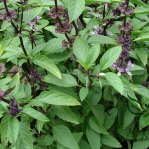 Ocimum Basilicum, Great Basil Seed 3000 PCS, Aroma Basil Tianxiang Luole