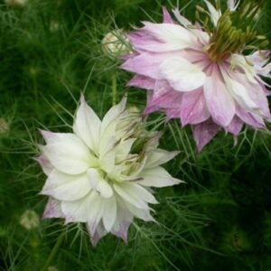 Nigella Damascena, Ragged Lady Seed 2000 PCS, Love-in-a-mist Heizhongcao