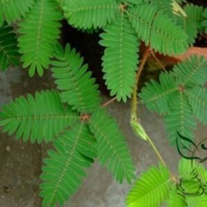 Mimosa Pudica, Sensitive Plant Seed 500 PCS, Touch-Me-Not Hanxiucao