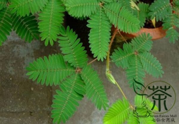 Mimosa Pudica, Sensitive Plant Seed 500 PCS, Touch-Me-Not Hanxiucao