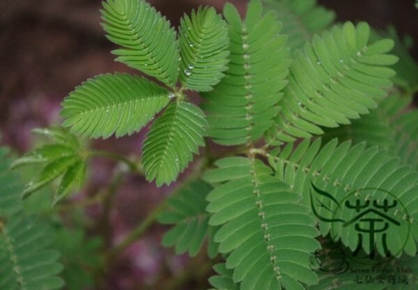 Mimosa Pudica, Sensitive Plant Seed 500 PCS, Touch-Me-Not Hanxiucao - Image 2