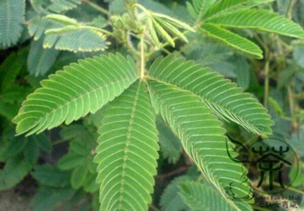 Mimosa Pudica, Sensitive Plant Seed 500 PCS, Touch-Me-Not Hanxiucao - Image 3