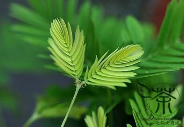 Mimosa Pudica, Sensitive Plant Seed 500 PCS, Touch-Me-Not Hanxiucao - Image 4