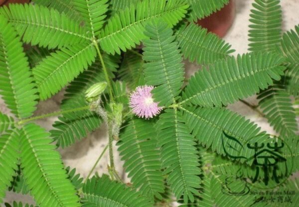 Mimosa Pudica, Sensitive Plant Seed 500 PCS, Touch-Me-Not Hanxiucao - Image 5