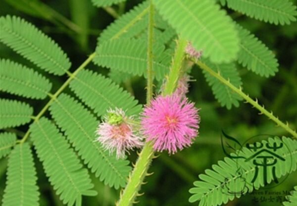 Mimosa Pudica, Sensitive Plant Seed 500 PCS, Touch-Me-Not Hanxiucao - Image 6