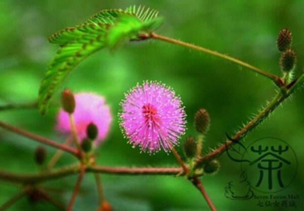 Mimosa Pudica, Sensitive Plant Seed 500 PCS, Touch-Me-Not Hanxiucao - Image 7