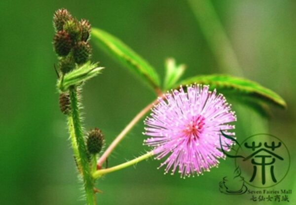 Mimosa Pudica, Sensitive Plant Seed 500 PCS, Touch-Me-Not Hanxiucao - Image 8