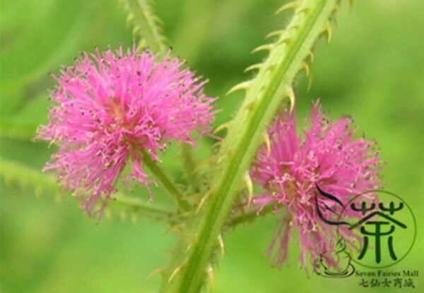 Mimosa Pudica, Sensitive Plant Seed 500 PCS, Touch-Me-Not Hanxiucao - Image 9