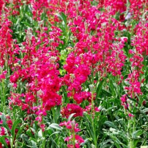 Matthiola Incana, Hoary Stock Seed 500 PCS, Tenweeks Stock Ziluolan