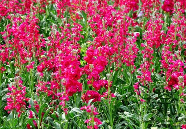 Matthiola Incana, Hoary Stock Seed 500 PCS, Tenweeks Stock Ziluolan