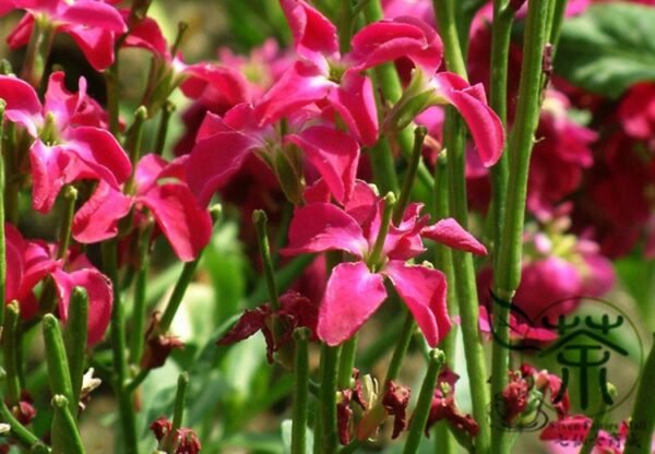 Matthiola Incana, Hoary Stock Seed 500 PCS, Tenweeks Stock Ziluolan - Image 2