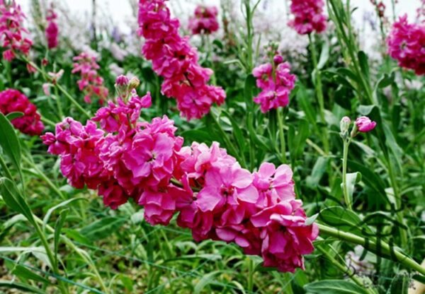 Matthiola Incana, Hoary Stock Seed 500 PCS, Tenweeks Stock Ziluolan - Image 3