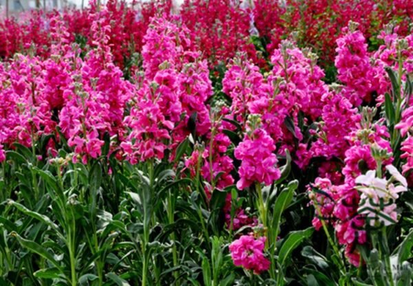 Matthiola Incana, Hoary Stock Seed 500 PCS, Tenweeks Stock Ziluolan - Image 4