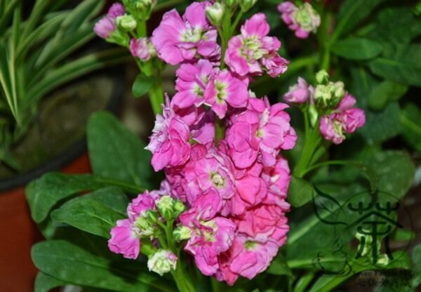 Matthiola Incana, Hoary Stock Seed 500 PCS, Tenweeks Stock Ziluolan - Image 5