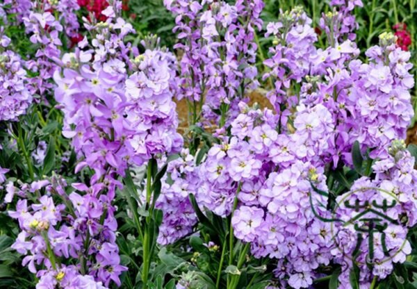 Matthiola Incana, Hoary Stock Seed 500 PCS, Tenweeks Stock Ziluolan - Image 6