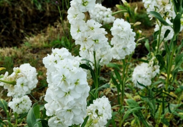 Matthiola Incana, Hoary Stock Seed 500 PCS, Tenweeks Stock Ziluolan - Image 8