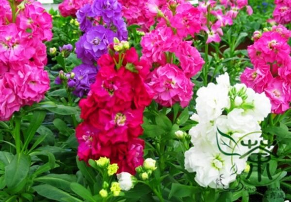 Matthiola Incana, Hoary Stock Seed 500 PCS, Tenweeks Stock Ziluolan - Image 9