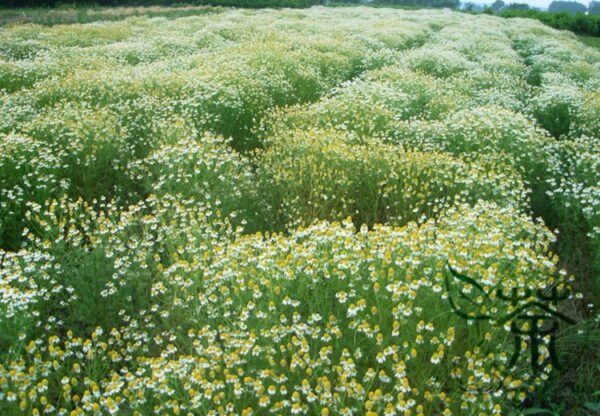 Matricaria Chamomilla, German Chamomile Seed 2000 PCS, Yangganju - Image 5