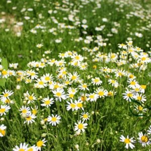 Matricaria Chamomilla, German Chamomile Seed 2000 PCS, Yangganju