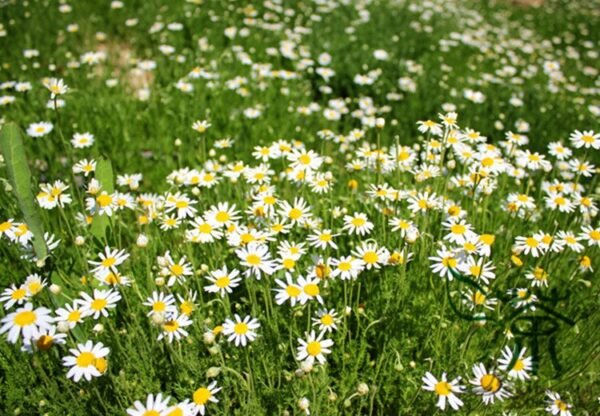 Matricaria Chamomilla, German Chamomile Seed 2000 PCS, Yangganju