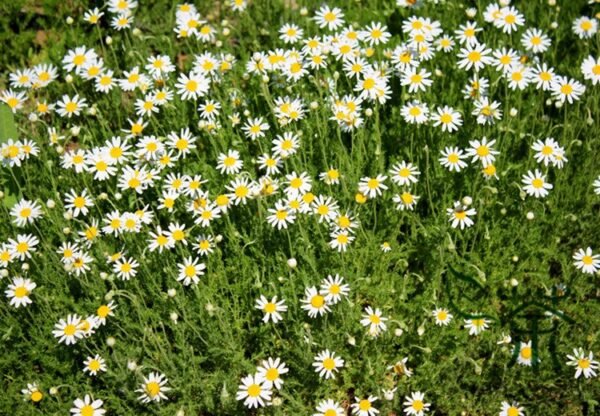 Matricaria Chamomilla, German Chamomile Seed 2000 PCS, Yangganju - Image 7