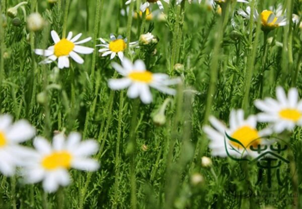 Matricaria Chamomilla, German Chamomile Seed 2000 PCS, Yangganju - Image 8