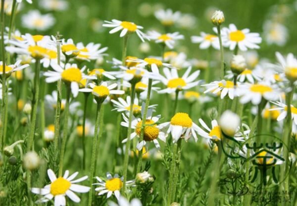 Matricaria Chamomilla, German Chamomile Seed 2000 PCS, Yangganju - Image 9