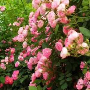 Many-flowered Rose, Rosa Multiflora Seed 2000 PCS, Rosa Polyantha Yeqiangwei