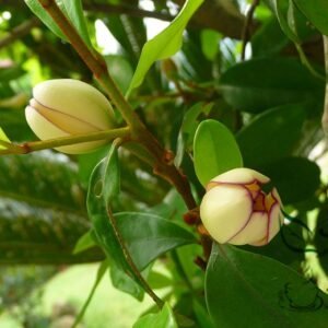 Magnolia Figo, Michelia Figo Seed 300 PCS, Banana Shrub Hanxiaohua