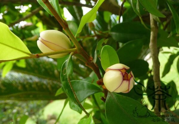 Magnolia Figo, Michelia Figo Seed 300 PCS, Banana Shrub Hanxiaohua