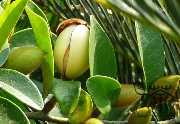 Magnolia Figo, Michelia Figo Seed 300 PCS, Banana Shrub Hanxiaohua - Image 2