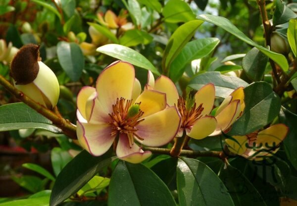 Magnolia Figo, Michelia Figo Seed 300 PCS, Banana Shrub Hanxiaohua - Image 5