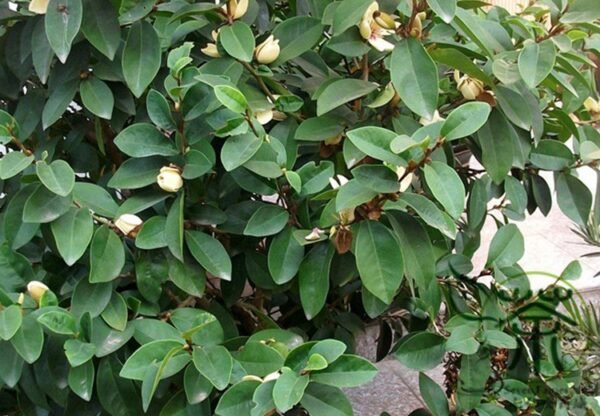 Magnolia Figo, Michelia Figo Seed 300 PCS, Banana Shrub Hanxiaohua - Image 6