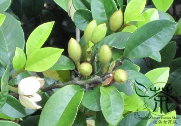 Magnolia Figo, Michelia Figo Seed 300 PCS, Banana Shrub Hanxiaohua - Image 7