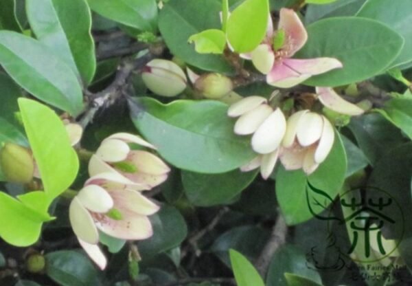 Magnolia Figo, Michelia Figo Seed 300 PCS, Banana Shrub Hanxiaohua - Image 8