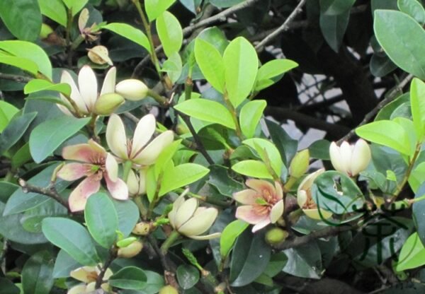 Magnolia Figo, Michelia Figo Seed 300 PCS, Banana Shrub Hanxiaohua - Image 9