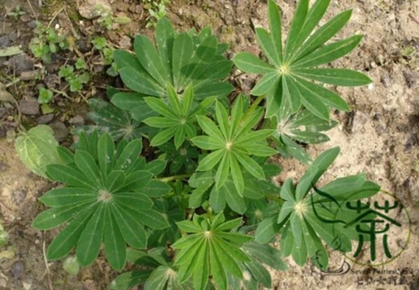 Lupinus Polyphyllus, Large-leaved Lupine Seed 500 PCS, Yushandou - Image 3