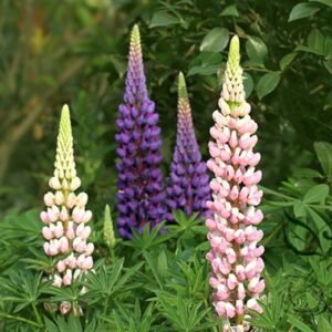 Lupinus Polyphyllus, Large-leaved Lupine Seed 500 PCS, Yushandou