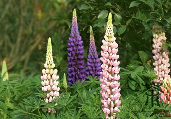 Lupinus Polyphyllus, Large-leaved Lupine Seed 500 PCS, Yushandou